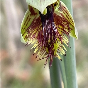 Calochilus campestris at Lawson, NSW - suppressed