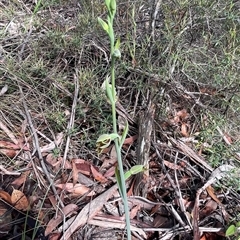 Calochilus campestris at Lawson, NSW - suppressed