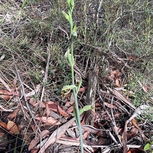 Calochilus campestris at Lawson, NSW - suppressed