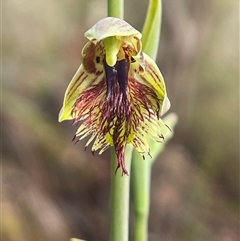Calochilus campestris at Lawson, NSW - suppressed