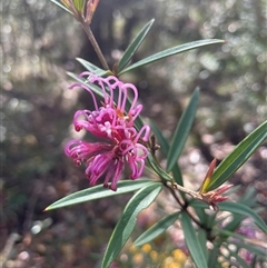 Grevillea sericea (Pink Spider-Flower) at Lawson, NSW - 30 Sep 2024 by Clarel