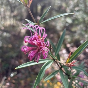 Grevillea sericea at Lawson, NSW - 30 Sep 2024