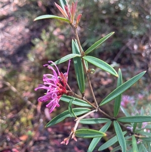 Grevillea sericea at Lawson, NSW - 30 Sep 2024 08:42 AM