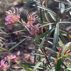 Grevillea sericea at Lawson, NSW - 30 Sep 2024