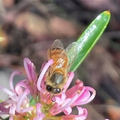 Grevillea sericea at Lawson, NSW - 30 Sep 2024