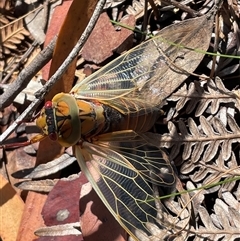 Cyclochila australasiae (Greengrocer, Yellow Monday, Masked devil) at Lawson, NSW - 29 Sep 2024 by Clarel