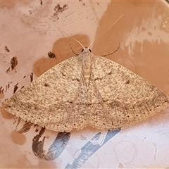 Taxeotis reserata (A Geometer moth) at Yass River, NSW - 30 Sep 2024 by SenexRugosus