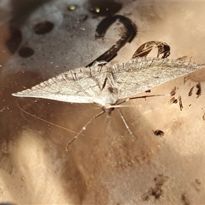 Taxeotis reserata at Yass River, NSW - 30 Sep 2024