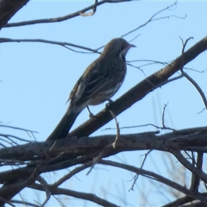 Acanthagenys rufogularis at Hale, NT - 24 Aug 2024 08:18 AM