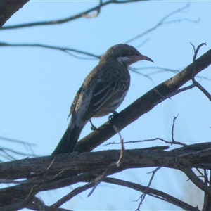 Acanthagenys rufogularis at Hale, NT - 24 Aug 2024