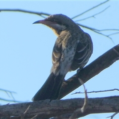 Acanthagenys rufogularis at Hale, NT - 24 Aug 2024 08:18 AM