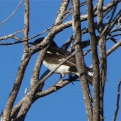 Melanodryas cucullata cucullata (Hooded Robin) at Hale, NT - 23 Aug 2024 by Paul4K