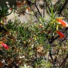 Eremophila latrobei at Hale, NT - 24 Aug 2024 by Paul4K