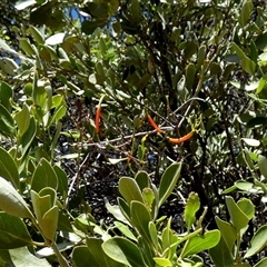 Lysiana exocarpi subsp. exocarpi (Harlequin Mistletoe) at Hale, NT - 24 Aug 2024 by Paul4K