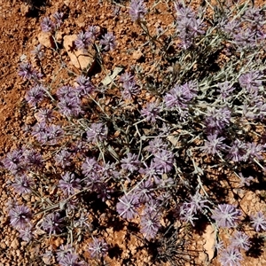 Ptilotus sessilifolius at Hale, NT - 24 Aug 2024