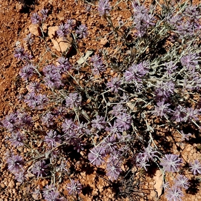 Ptilotus sessilifolius (Crimson Fox-tail) at Hale, NT - 24 Aug 2024 by Paul4K