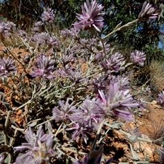 Ptilotus sessilifolius at Hale, NT - 24 Aug 2024