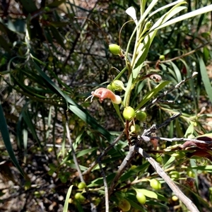 Eremophila longifolia at Hale, NT - 24 Aug 2024 12:07 PM