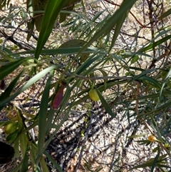 Eremophila longifolia at Hale, NT - 24 Aug 2024 12:07 PM