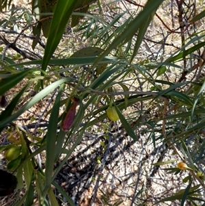 Eremophila longifolia at Hale, NT - 24 Aug 2024