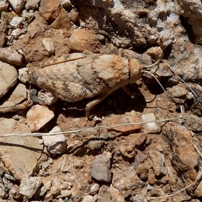Unverified Grasshopper, Cricket or Katydid (Orthoptera) at Hale, NT - 24 Aug 2024 by Paul4K