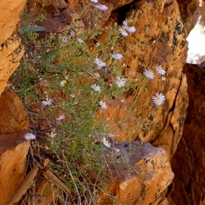 Brachyscome ciliaris var. ciliaris at Hale, NT - 24 Aug 2024 12:47 PM