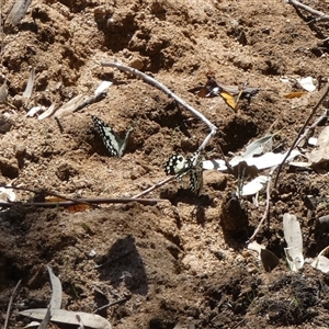 Papilio demoleus at Hale, NT - 24 Aug 2024 12:51 PM