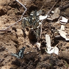 Papilio demoleus at Hale, NT - 24 Aug 2024 12:51 PM