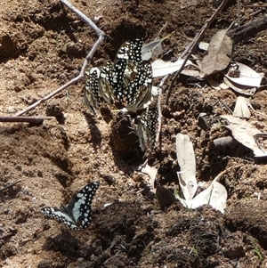 Papilio demoleus at Hale, NT - 24 Aug 2024 12:51 PM