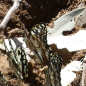 Papilio demoleus at Hale, NT - 24 Aug 2024 12:51 PM