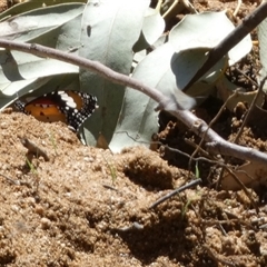 Danaus petilia (Lesser wanderer) at Hale, NT - 24 Aug 2024 by Paul4K