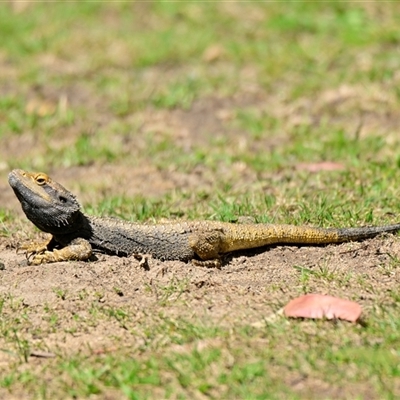 Pogona barbata (Eastern Bearded Dragon) at Acton, ACT - 30 Sep 2024 by Thurstan