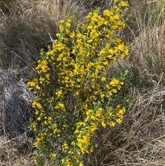 Genista monspessulana (Cape Broom, Montpellier Broom) at Yarralumla, ACT - 30 Sep 2024 by SteveBorkowskis