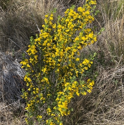 Genista monspessulana (Cape Broom, Montpellier Broom) at Yarralumla, ACT - 30 Sep 2024 by SteveBorkowskis