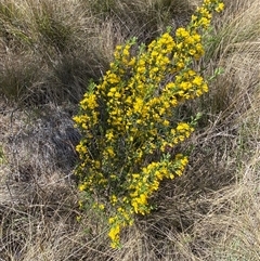 Genista monspessulana at Yarralumla, ACT - 30 Sep 2024 10:43 AM