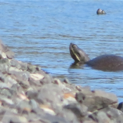 Emydura macquarii (Macquarie Turtle) at Nyngan, NSW - 15 Sep 2024 by Christine