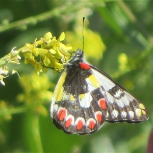 Delias aganippe at Nyngan, NSW by Christine