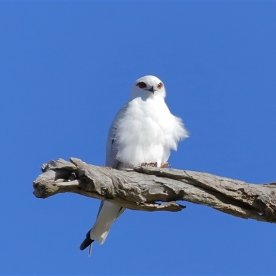 Elanus axillaris (Black-shouldered Kite) at Throsby, ACT - 28 Jun 2024 by TimL