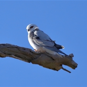 Elanus axillaris at Throsby, ACT - 28 Jun 2024