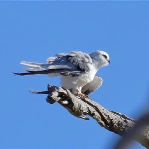 Elanus axillaris at Throsby, ACT - 28 Jun 2024