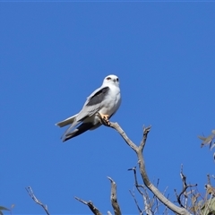 Elanus axillaris at Throsby, ACT - 28 Jun 2024