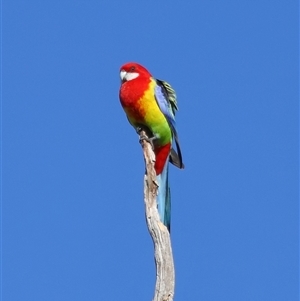 Platycercus eximius at Throsby, ACT - 28 Jun 2024