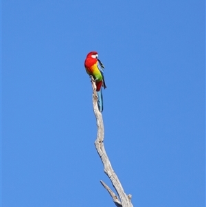 Platycercus eximius at Throsby, ACT - 28 Jun 2024