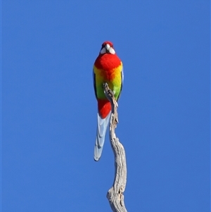 Platycercus eximius at Throsby, ACT - 28 Jun 2024