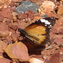 Danaus petilia (Lesser wanderer) at Cobar, NSW - 15 Sep 2024 by Christine