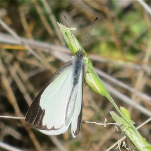 Belenois java at Cobar, NSW - 15 Sep 2024