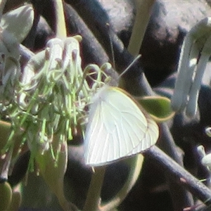 Belenois java at Cobar, NSW - 15 Sep 2024