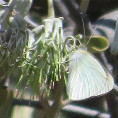 Belenois java at Cobar, NSW - 15 Sep 2024