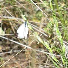 Belenois java at Cobar, NSW - 15 Sep 2024