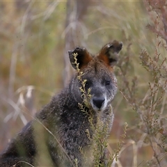 Wallabia bicolor (Swamp Wallaby) at Tharwa, ACT - 10 Jul 2024 by TimL